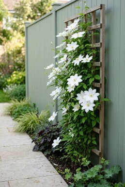 Clematis 'Shirayukihime' gestokt