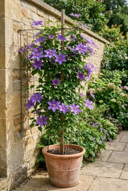 Clematis 'Star of India' gestokt