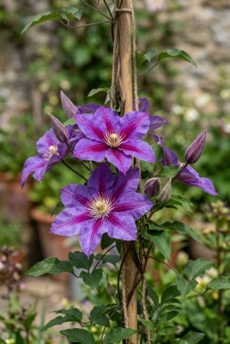Clematis 'Star of India' gestokt