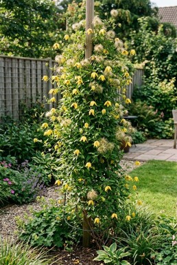 Clematis tangutica gestokt