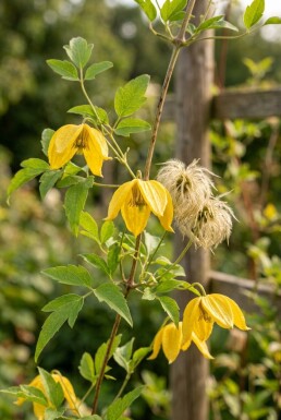 Clematis tangutica gestokt