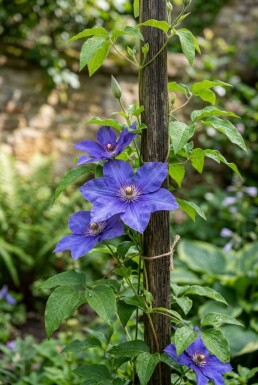 Clematis 'The President' gestokt