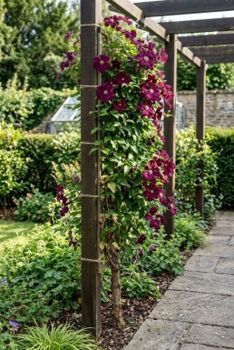 Clematis 'Warszawska Nike' gestokt
