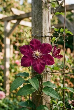 Clematis 'Warszawska Nike' gestokt