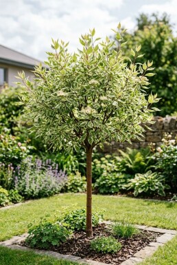 Cornus alba 'Elegantissima' Halfstam