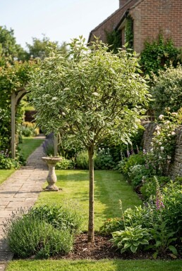Cornus alba 'Elegantissima' Halfstam