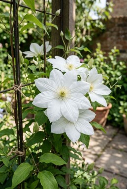 Clematis 'Snow Queen' gestokt