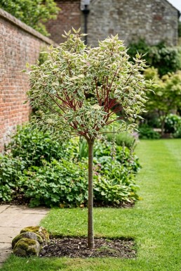 Cornus alba 'Miracle' Halfstam