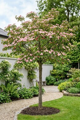 Cornus florida 'Rubra' op stam