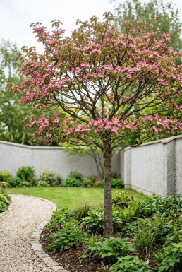 Cornus florida 'Rubra' op stam
