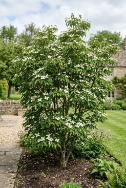 Cornus kousa 'Teutonia' Struik