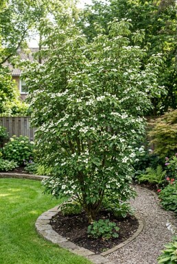 Cornus kousa 'Teutonia' Struik