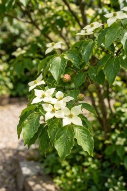 Cornus kousa 'Teutonia' Struik