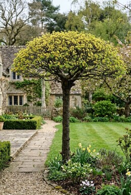 Cornus mas Parasol
