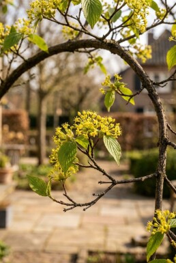 Cornus mas Parasol