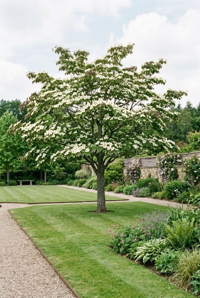 Cornus 'Venus' Solitair