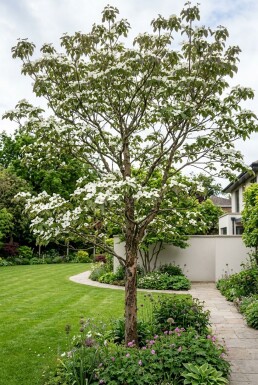Cornus 'Venus' Solitair