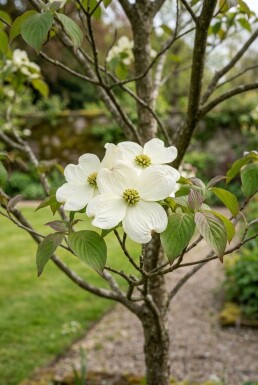 Cornus 'Venus' Solitair