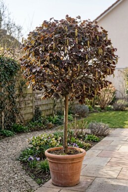 Corylus avellana 'Anny's Red Dwarf' op stam