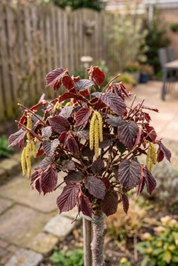 Corylus avellana 'Anny's Red Dwarf' op stam