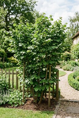 Corylus avellana 'Cosford' Draagbeugel