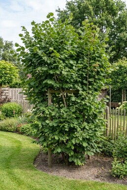 Corylus avellana 'Cosford' Draagbeugel