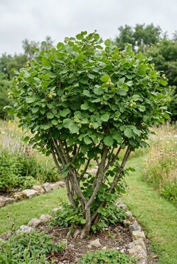 Corylus avellana 'Halle'sche Riesennuss' Draagbeugel