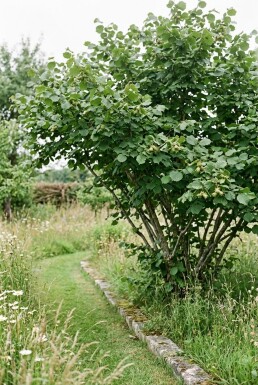 Corylus avellana 'Halle'sche Riesennuss' Draagbeugel