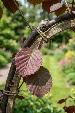 Corylus avellana 'Roter Zeller' Draagbeugel