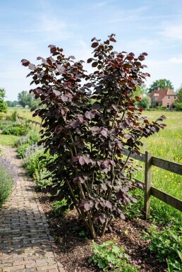 Corylus avellana 'Roter Zeller' Draagbeugel