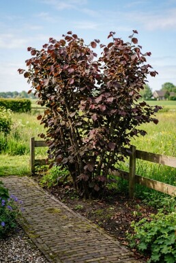 Corylus avellana 'Roter Zeller' Draagbeugel