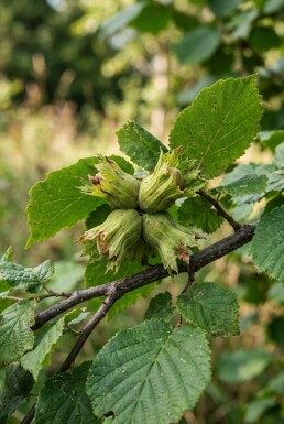 Corylus avellana 'Webb's Prize Cob'