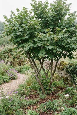 Corylus avellana 'Webb's Prize Cob' Draagbeugel