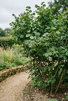 Corylus avellana 'Webb's Prize Cob' Draagbeugel