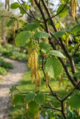 Corylus avellana 'Webb's Prize Cob' Struik