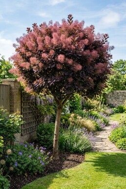 Cotinus coggygria 'Royal Purple' Halfstam