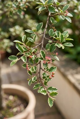 Cotoneaster atropurpureus 'Variegatus' Op stam