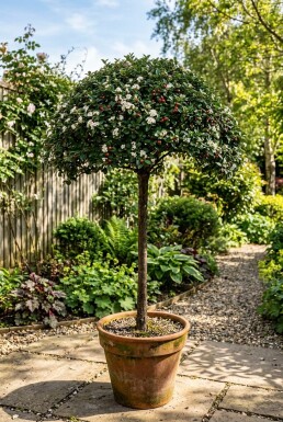 Cotoneaster dammeri 'Namsham' op stam