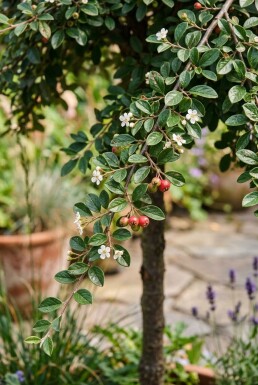 Cotoneaster dammeri 'Streibs Findling' Op stam