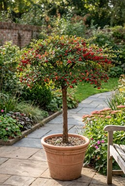Cotoneaster horizontalis Op stam
