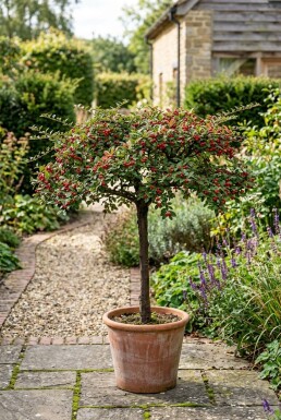 Cotoneaster horizontalis Op stam