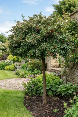 Cotoneaster nanshan 'Boer' Halfstam