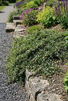 Cotoneaster procumbens 'Queen of Carpets'