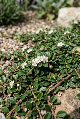 Cotoneaster procumbens 'Queen of Carpets'