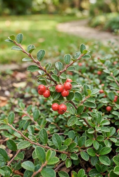 Cotoneaster suecicus 'Coral Beauty'