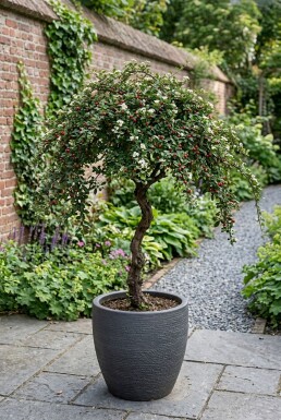 Cotoneaster suecicus 'Coral Beauty' Op stam