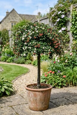 Cotoneaster suecicus 'Coral Beauty' Halfstam