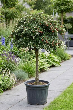 Cotoneaster suecicus 'Coral Beauty' Halfstam