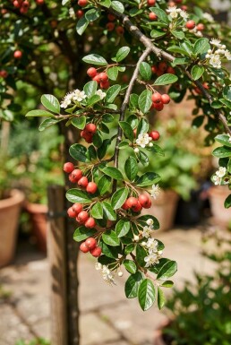 Cotoneaster suecicus 'Coral Beauty' Halfstam