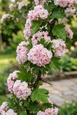 Crataegus laevigata 'Plena' Halfstam
